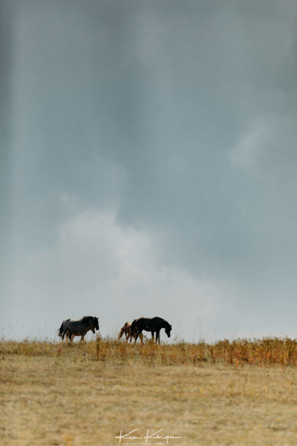Eine Herde aus drei Hengsten die im Schritt über die Wiese gehen. Die weite des Himmels mit toller Wolkenformation ist zu sehen. Fotografiert von Kim Kärger.