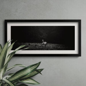 Ein einzelnes Pferd galoppiert über eine weite Wiese. Das Bild ist in schwarz weiß und als Fine Art Print gedruckt. Es ist eingerahmt und hängt an einer Wand im Wohnzimmer. Fotografiert von Kim Kärger.