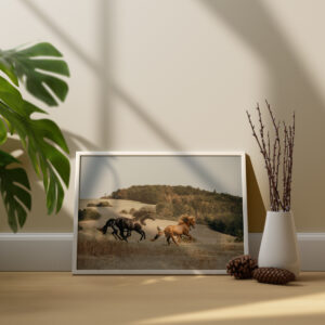 Eine Herde aus fünf Hengsten die auf einer weiten Wiese galoppieren. Das Bild ist als Fine Art Print gedruckt, eingerahmt und steht auf dem Fußboden. Fotografiert von Kim Kärger.