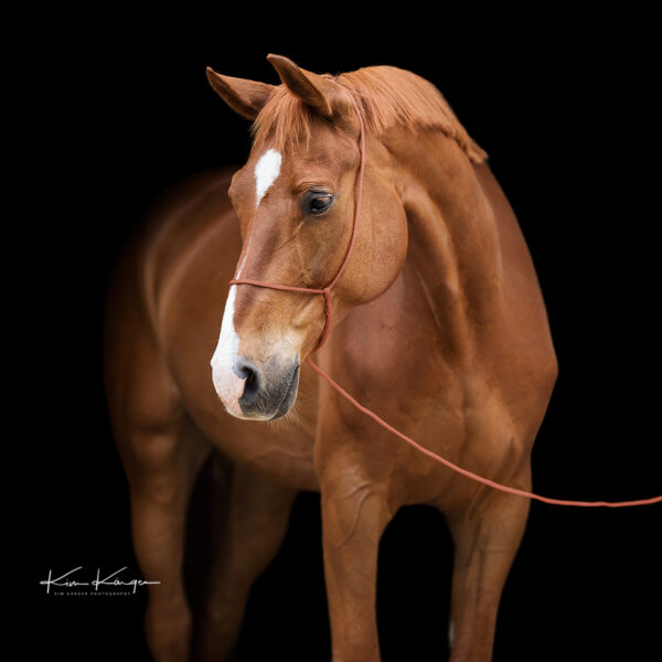 Fuchsfarbenes Pferd / Warmblut mit dem Fotografenhalfter Vein vor schwarzem Hintergrund. Veranschaulichung des Halfters in der Farbe kupfer als Produktfoto. Entwickelt von Kim Kärger Photography.