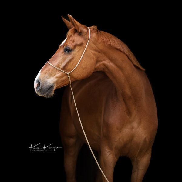 Fuchsfarbenes Pferd / Warmblut mit dem Fotografenhalfter Vein vor schwarzem Hintergrund. Veranschaulichung des Halfters in der Farbe beige als Produktfoto. Entwickelt von Kim Kärger Photography.