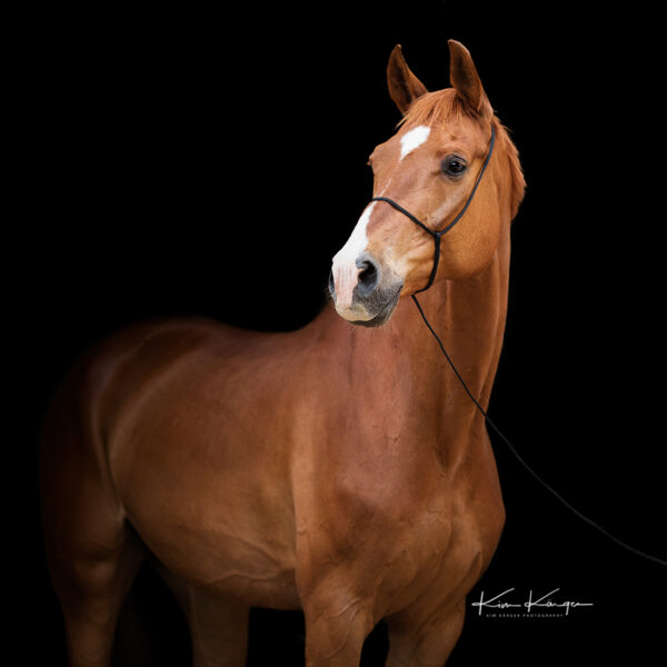 Fuchsfarbenes Pferd / Warmblut mit dem Fotografenhalfter Vein vor schwarzem Hintergrund. Veranschaulichung des Halfters als Produktfoto. Entwickelt von Kim Kärger Photography.