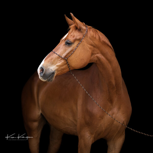 Fuchsfarbenes Pferd / Warmblut mit dem Fotografenhalfter Vein vor schwarzem Hintergrund. Veranschaulichung des Halfters in der Farbe braun-meliert als Produktfoto. Entwickelt von Kim Kärger Photography.