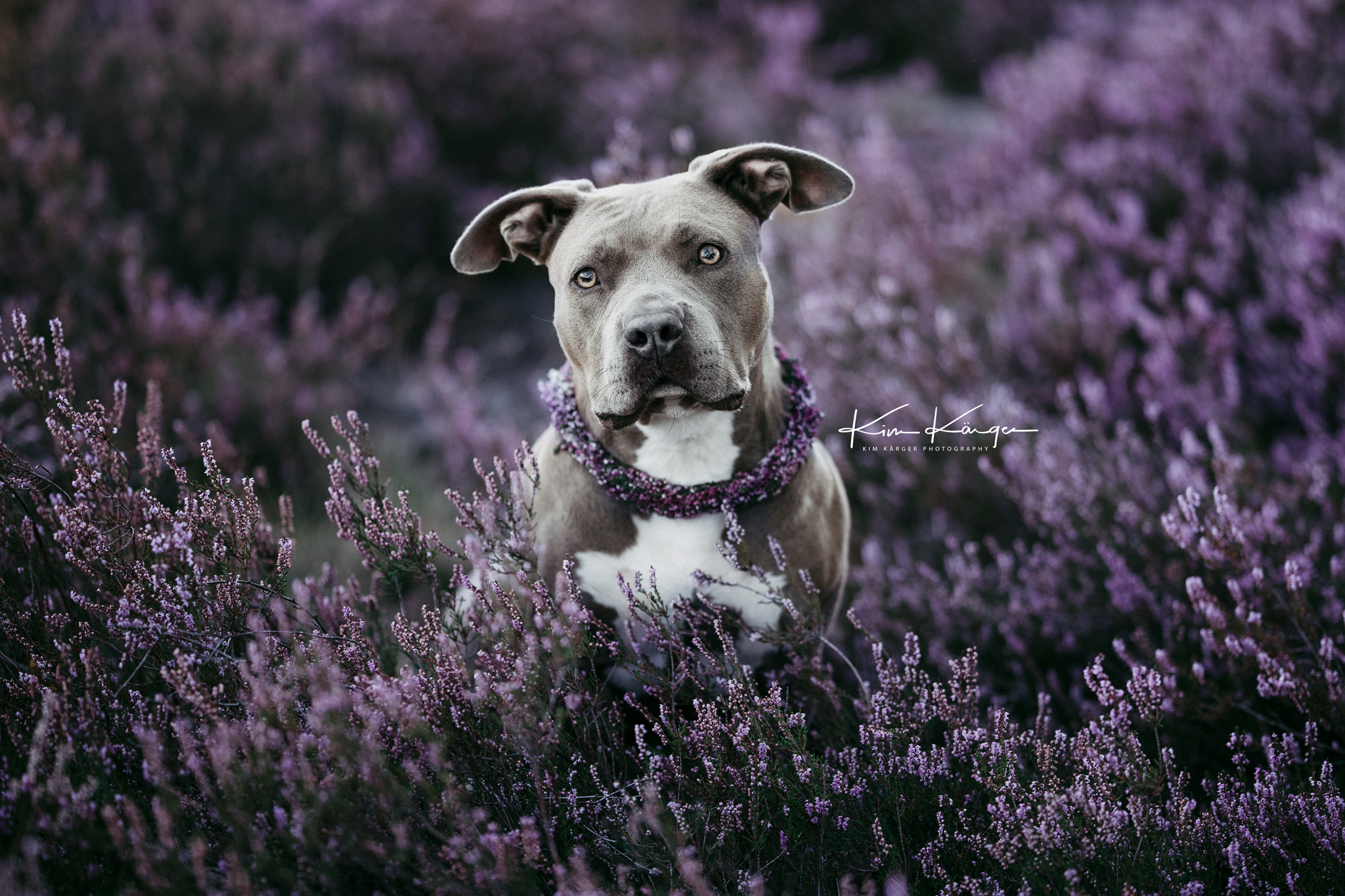 Portrait von einem Hund / American Staffordshire, in der lila blühenden Heide von Lüneburg. Fotoshooting mit Kim Kärger Photography