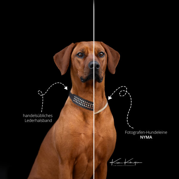 Fotografen-Hundeleine Nyma zum wegretuschieren und schnellem nacharbeiten im Vergleich mit einem normalen Halsband.