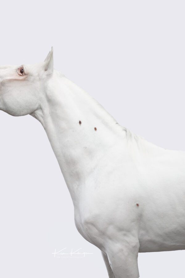 Ein Bild von einem weißgeborenem Knabstrupper mit drei einzelnen Punkten auf dem Fell. Fotografiert von Kim Kärger.