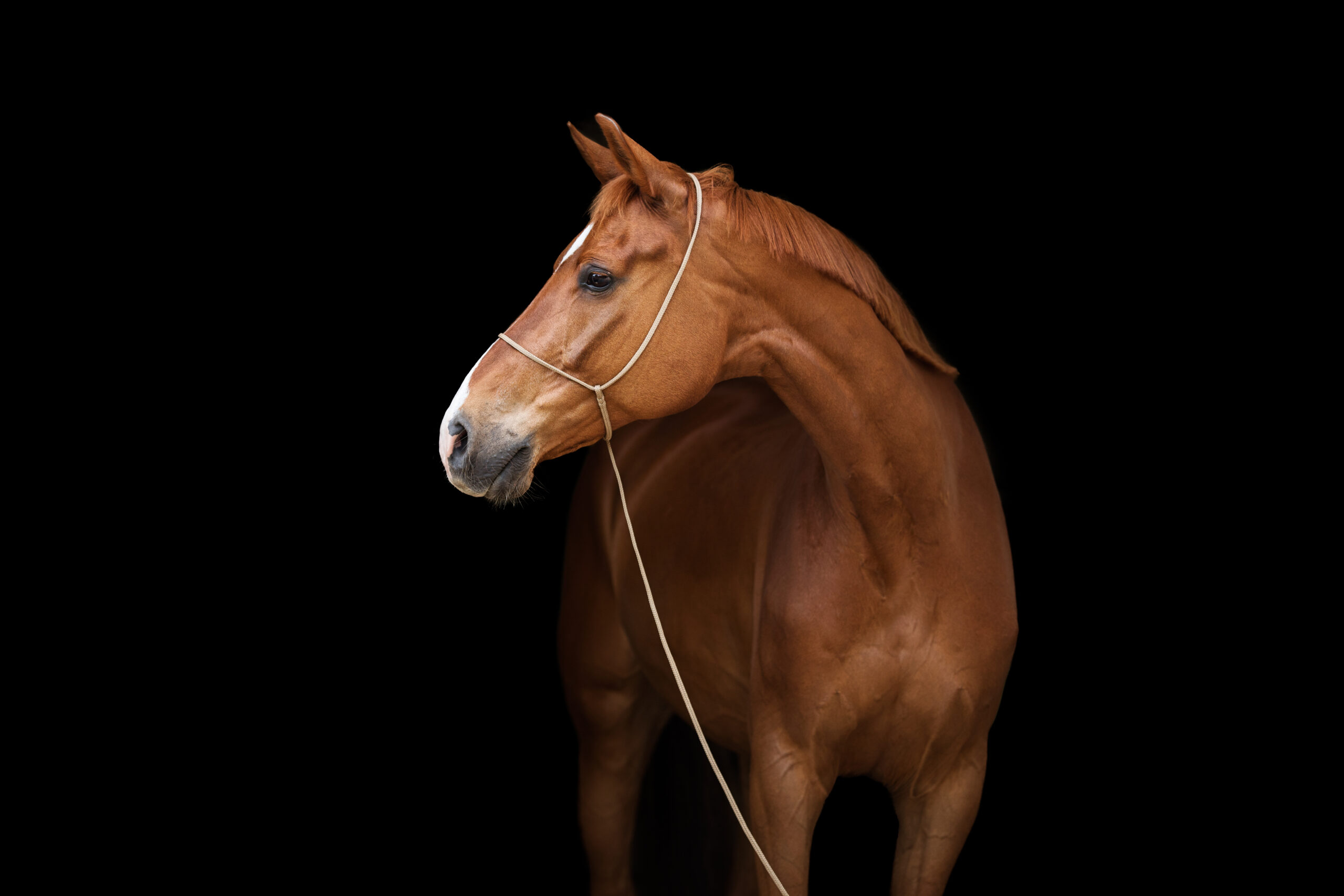 Fuchsfarbenes Pferd / Warmblut mit dem Fotografenhalfter Vein vor schwarzem Hintergrund. Veranschaulichung des Halfters als Produktfoto. Entwickelt von Kim Kärger Photography.