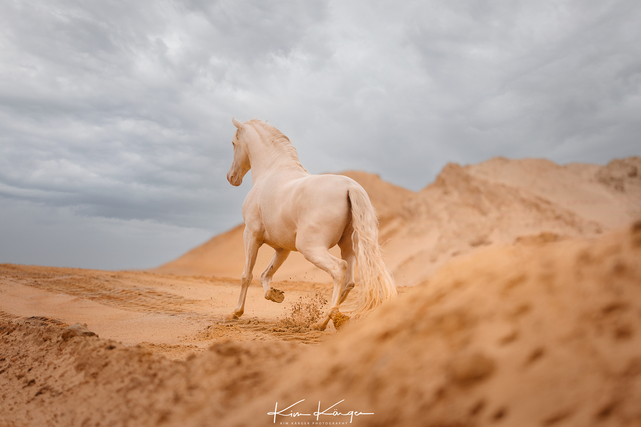 Trabendes Pferd in der Sandgrube vor Gewitterhimmel.