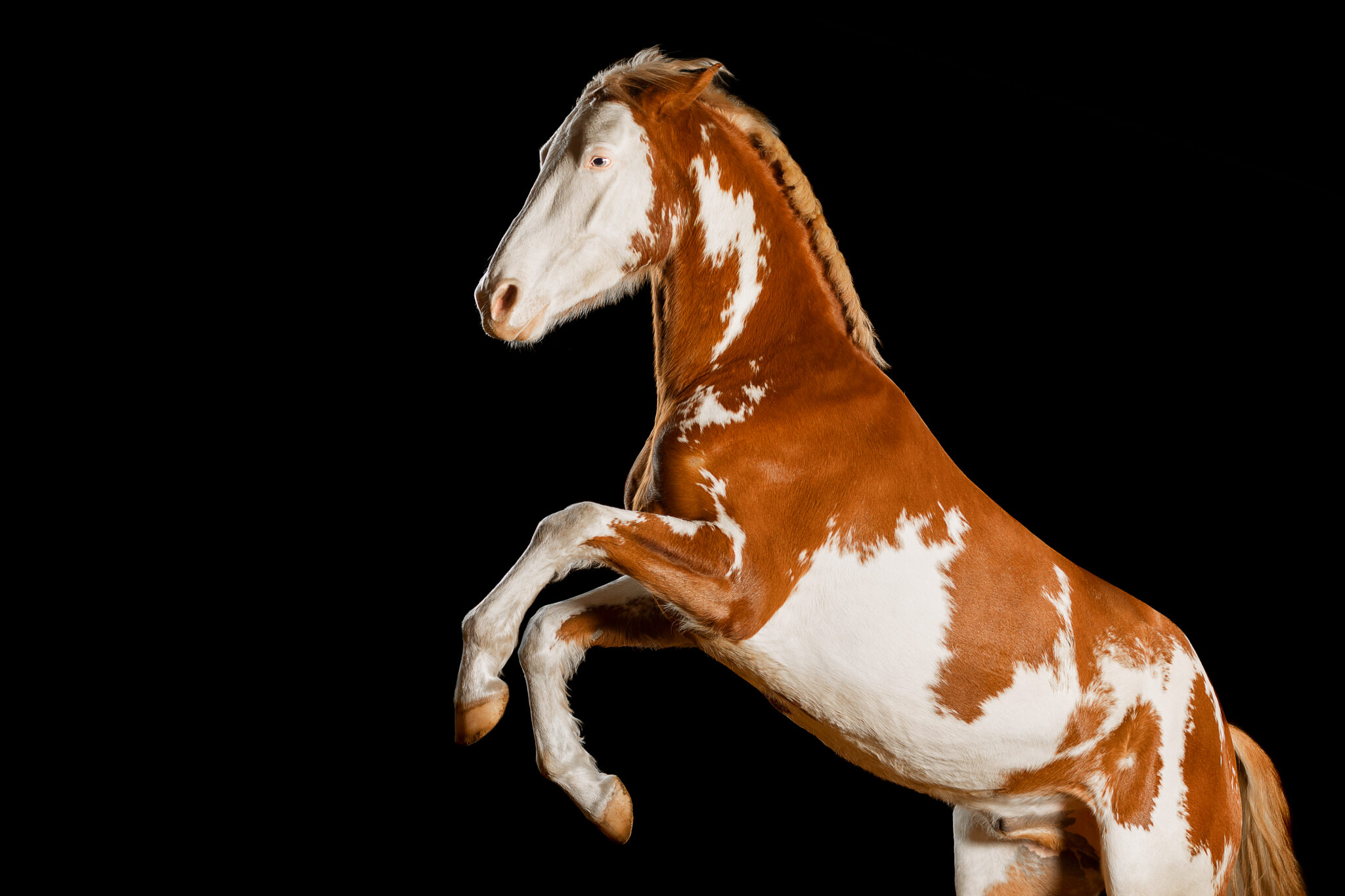 Ein Paint Horse welches steigt vor schwarzem Hintergrund.