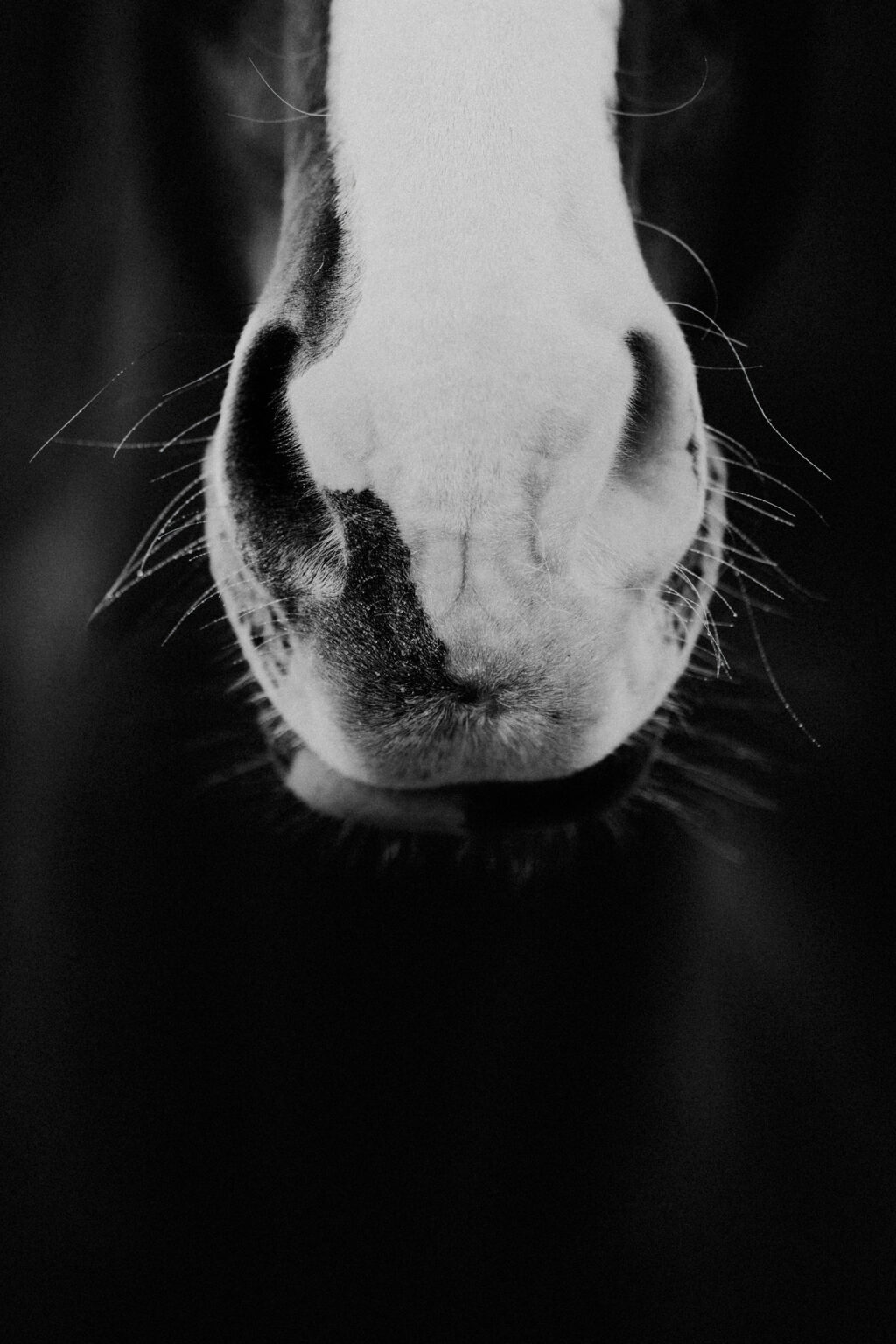 Eine Pferdenase im Detail. Das Bild ist in schwarz weiß gehalten. Fotografiert von Kim Kärger