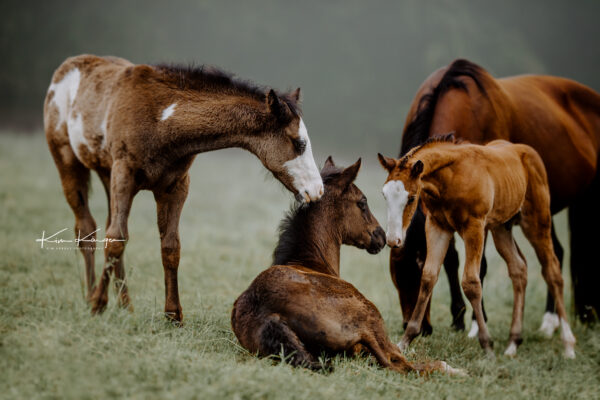 Drei Fohlen, eins davon liegt, beschnuppern sich gegenseitig. Fotografiert von Kim Kärger.