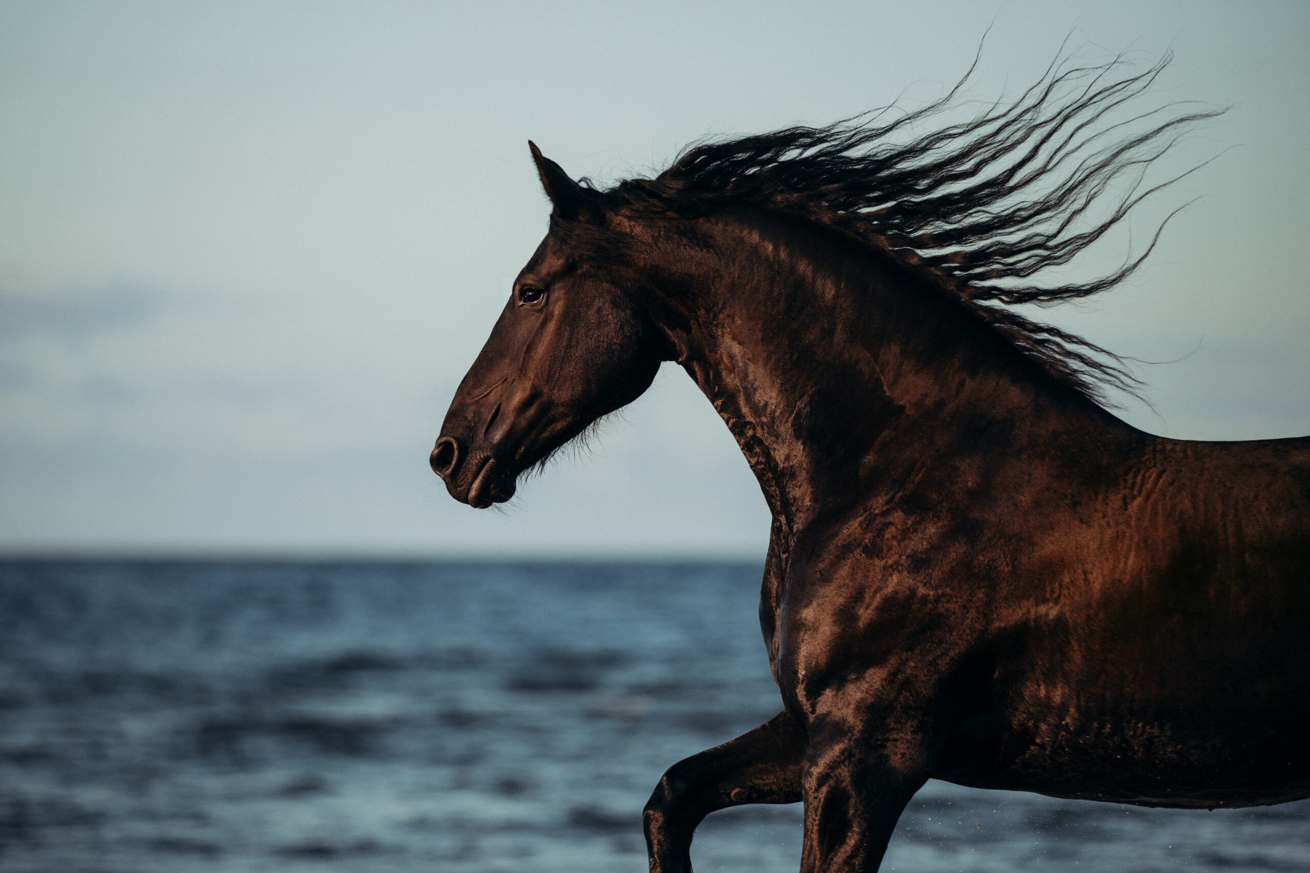 Pferd galoppiert am Ostsee-Strand auf Usedom. Fotoshooting mit Kim Kärger Photography