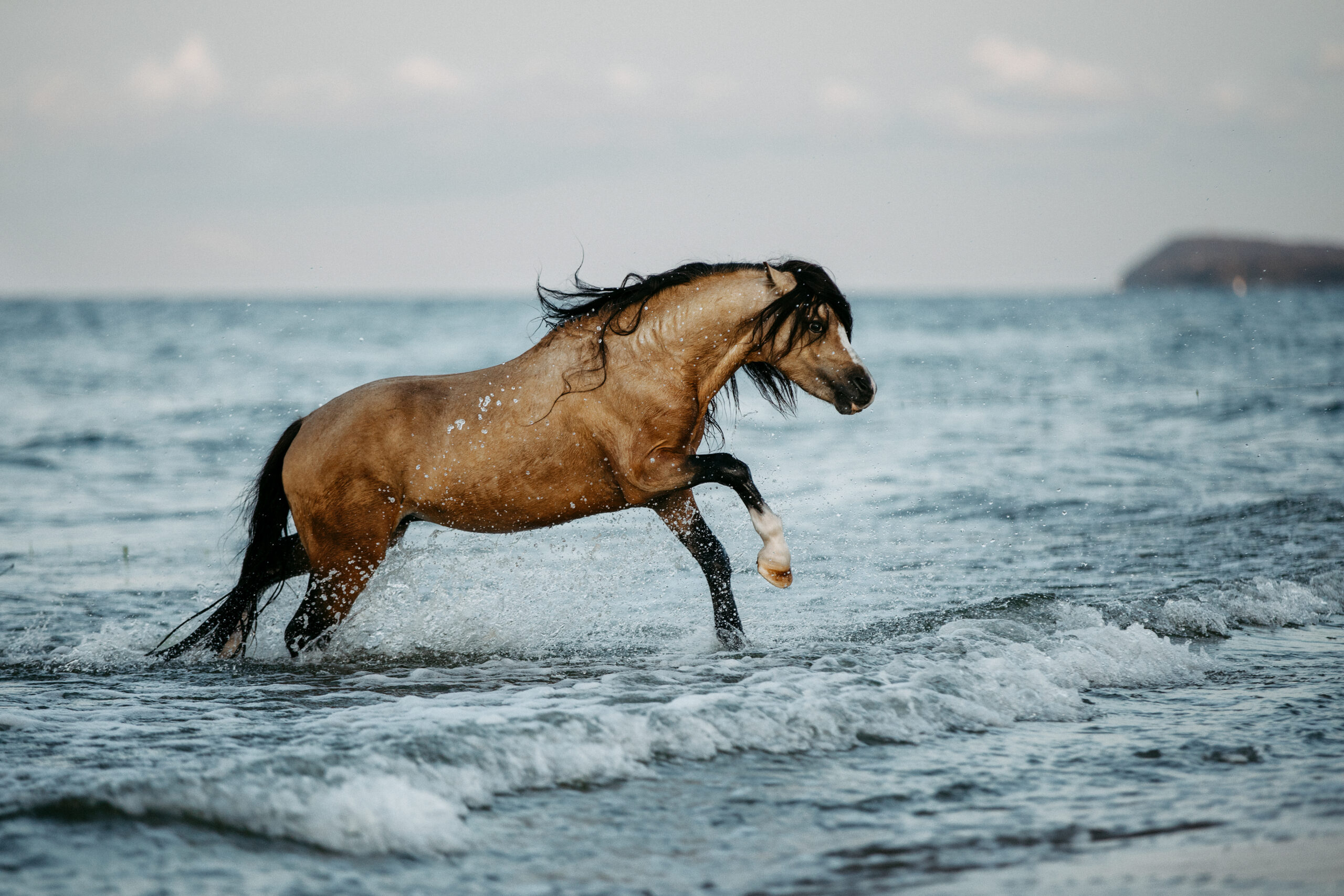 Welsh-Pony galoppiert am Ostsee-Strand auf Usedom. Fotoshooting mit Kim Kärger Photography