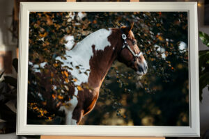 Bilderrahmen aus Holz mit einem Portrait von einem Pferd. Dieses Produkt kannst du bei einem Fotoshooting mit Kim Kärger erwerben.