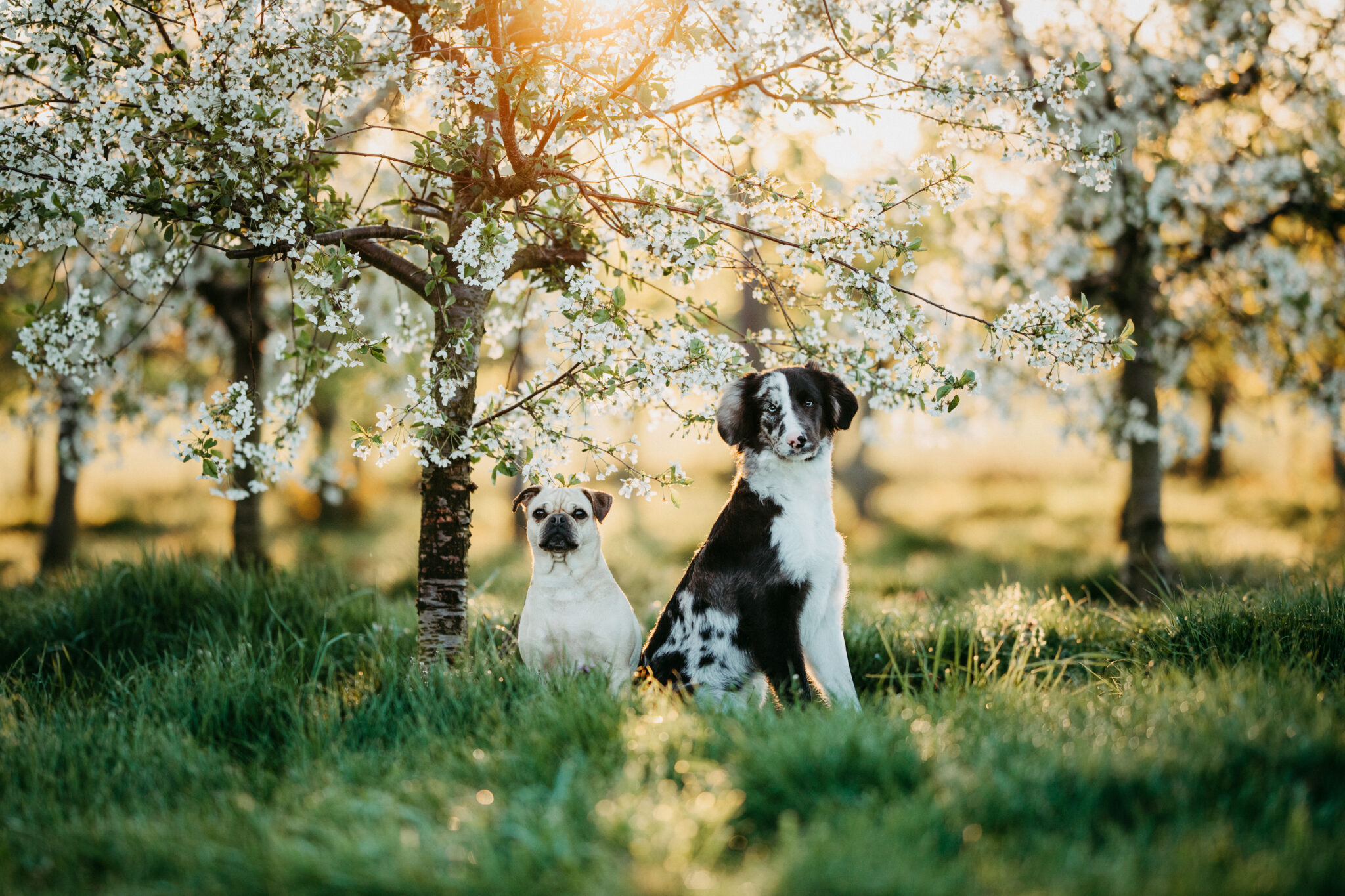 Zwei Hunde sitzen in einer Plantage von Kirschbäumen die blühen. Fotografiert von Kim Kärger.