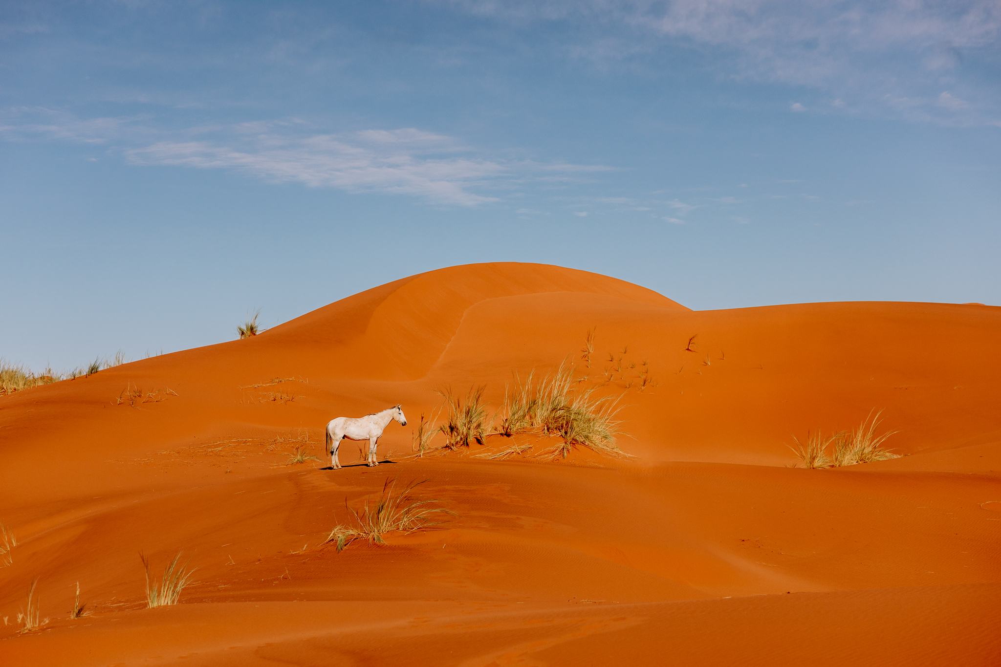 Ein Wildpferd, Schimmel steht in der Namibwüste auf einer Düne.