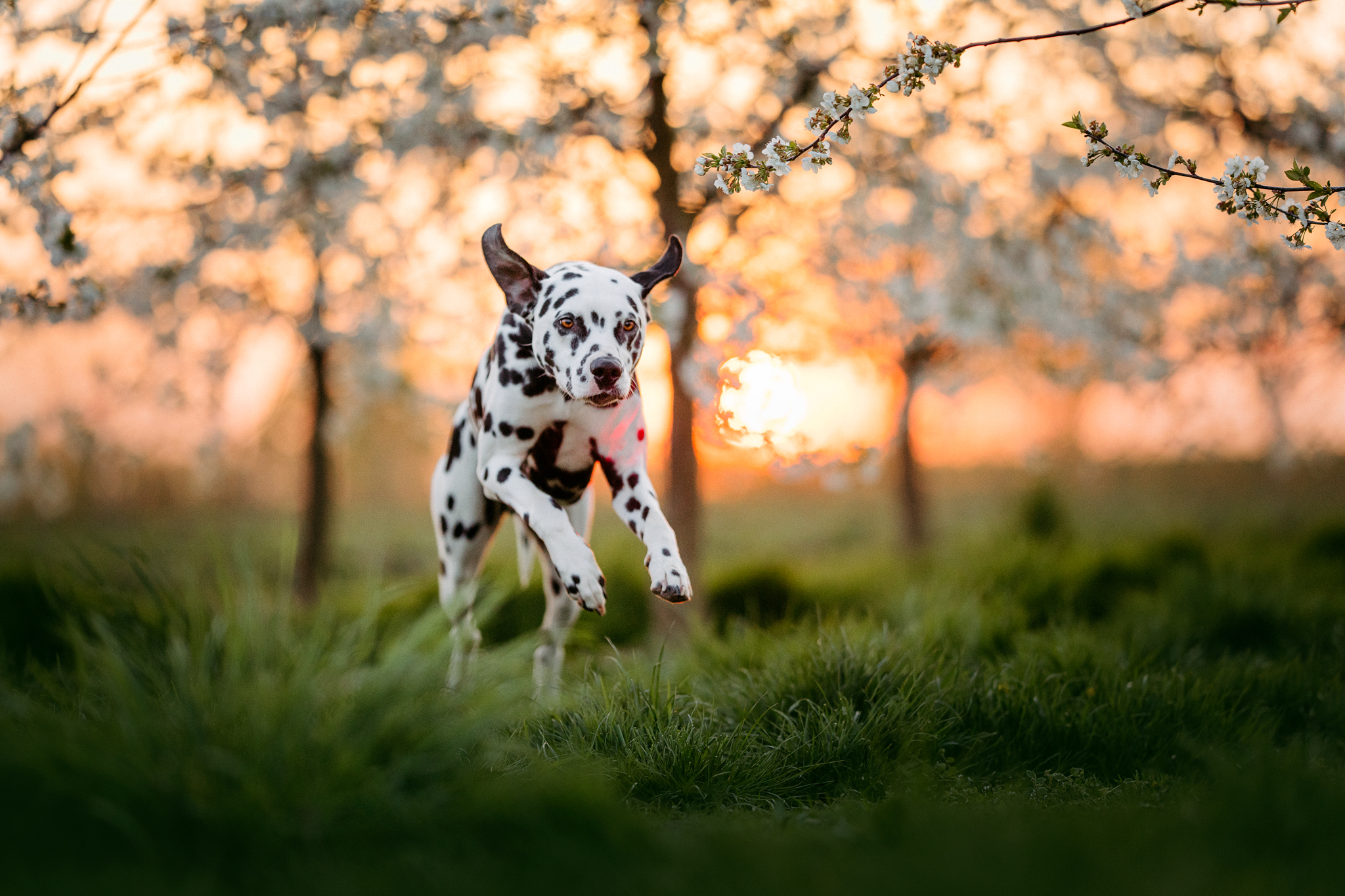 Ein Hund / Dalmatiner läuft im Abendlicht durch eine Kirschbaum-Plantage in der Nähe Hannover. Fotografiert von Kim Kärger Photography